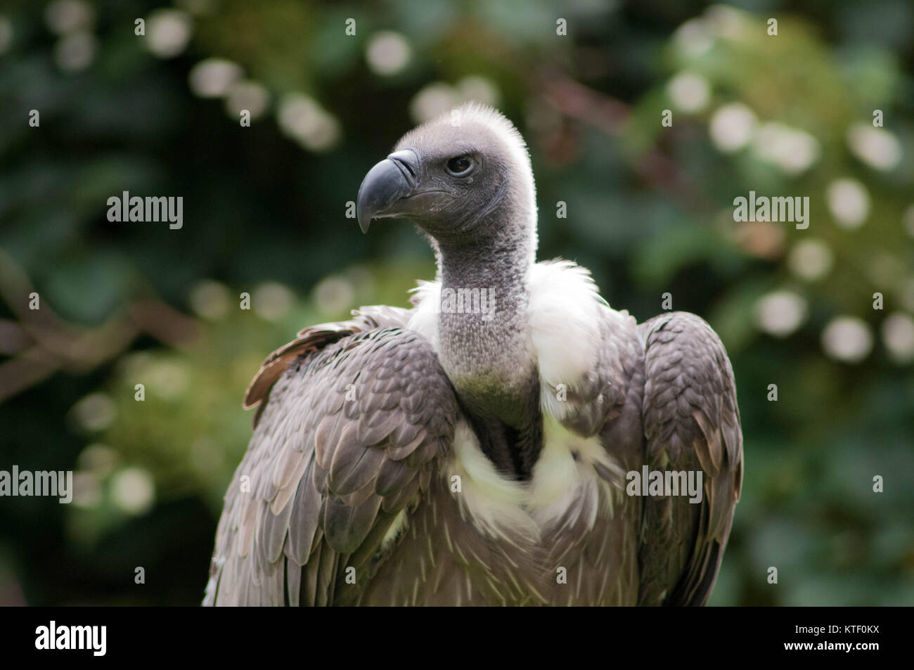 Hawk Conservancy Trust Stock Photo - Alamy