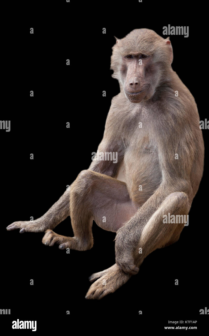 Monkey on a black background Stock Photo