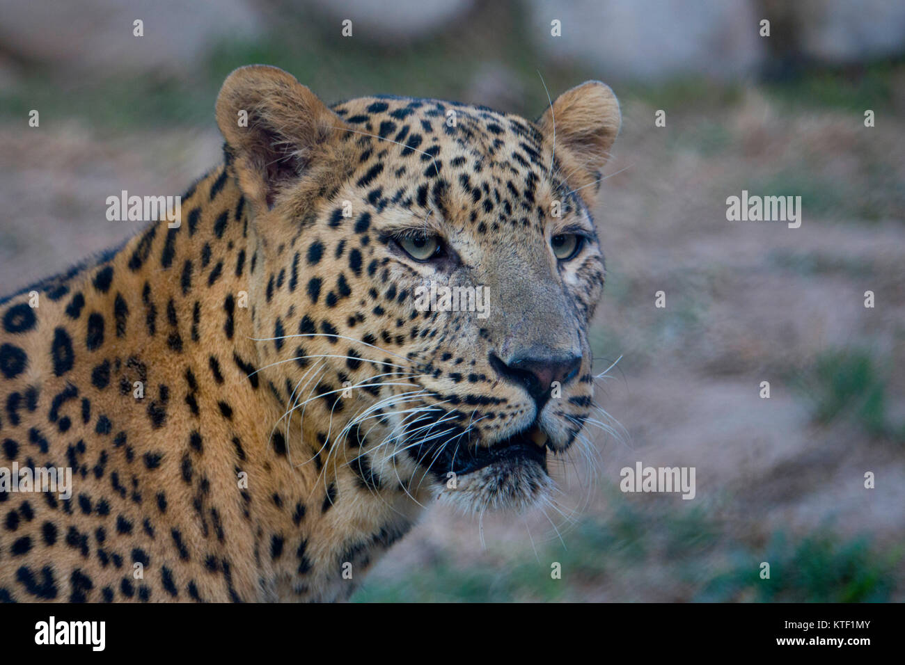 Closeup portrait of Indian leopard (Panthera pardus fusca) Stock Photo
