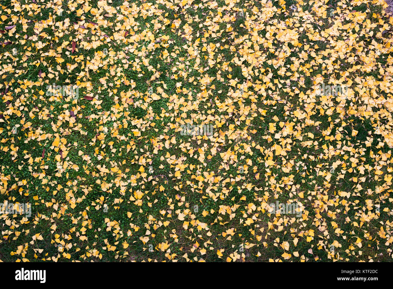 Ground with grass and yellow leaves hi-res stock photography and images ...