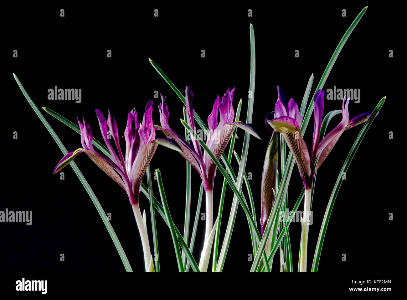 Iris is a genus of 260300 species of flowering plants with showy flowers. It takes its name