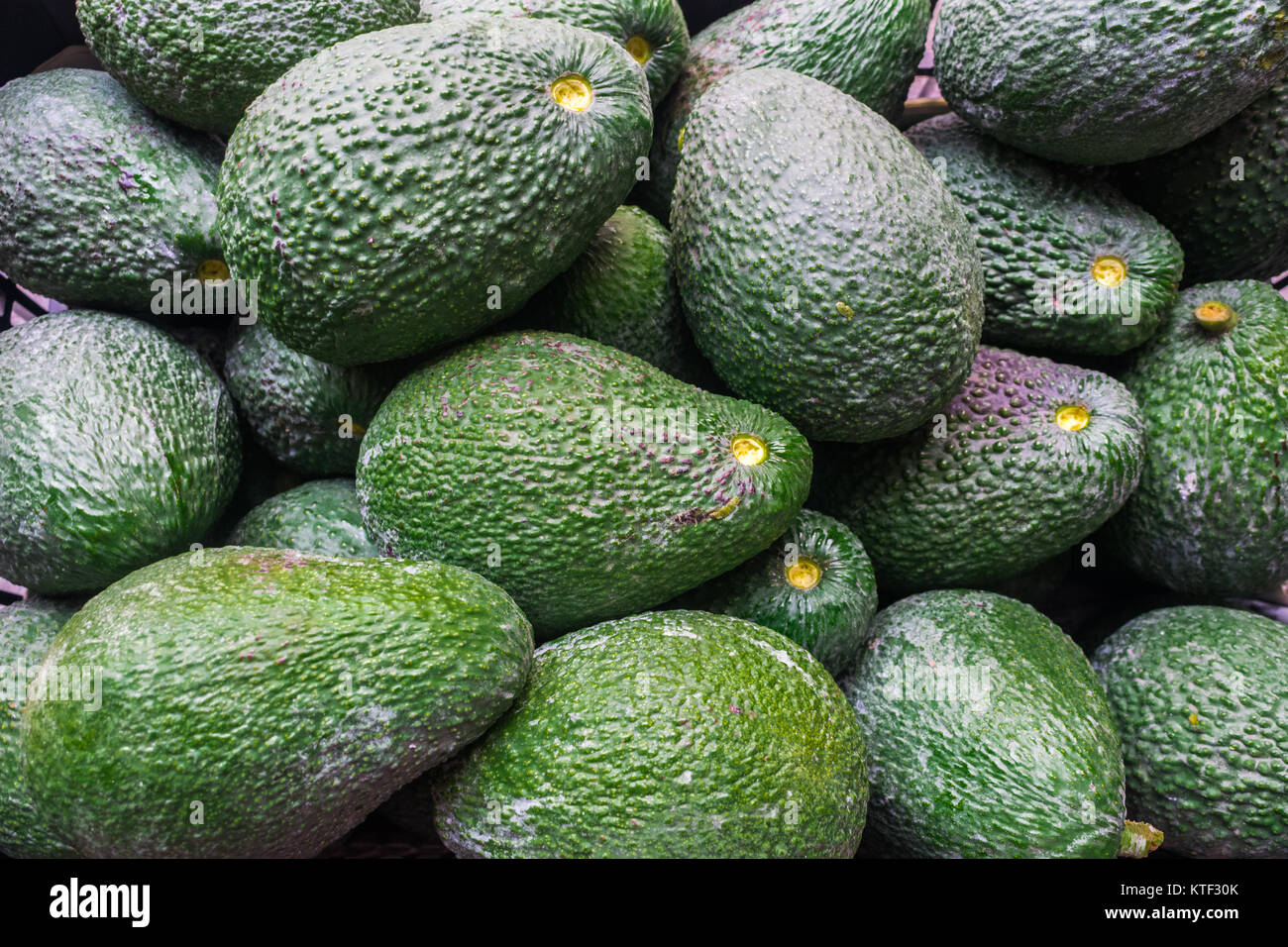 Avocado farm hi-res stock photography and images - Alamy
