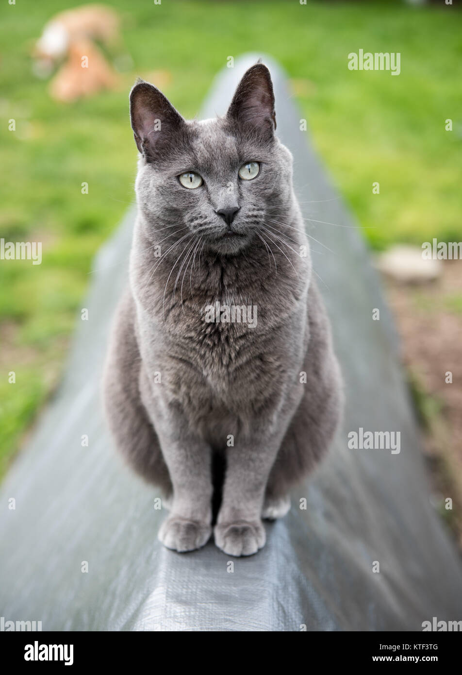 Young Dog Sleeping on Furniture Outside Stock Photo - Alamy