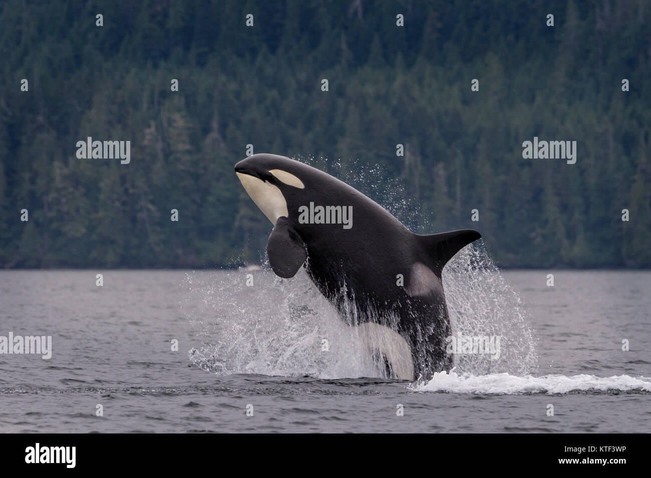 Northern resident orca whale (killer whale, Orcinus orca) breaching off northern Vancouver Island, First Nations Territory, British Columbia, Canada. Stock Photo