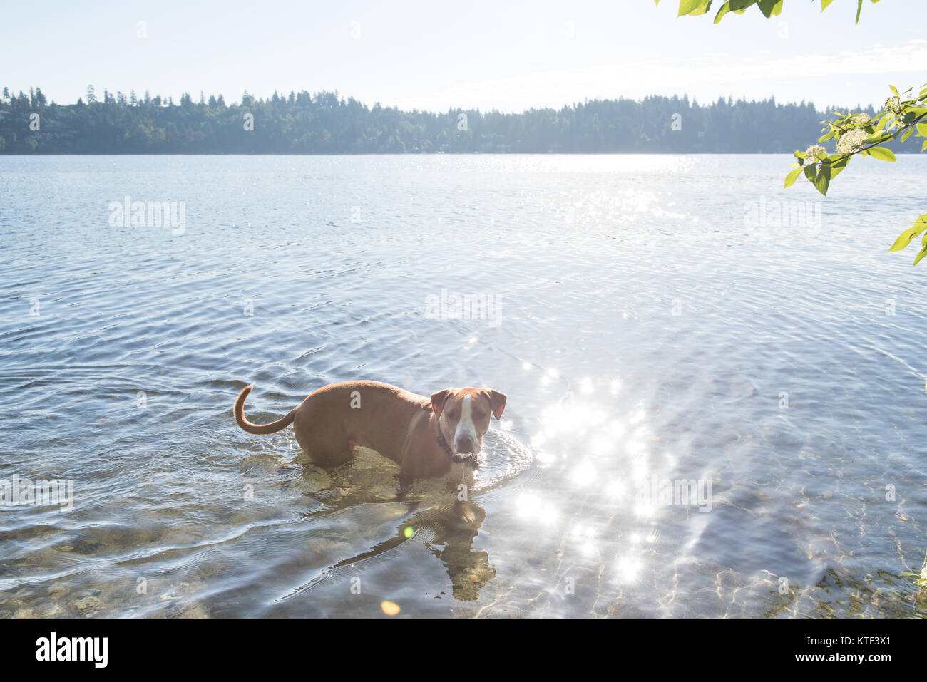 Fawn Colored Athletic Dog Playing in Lake Early Morning Stock Photo Alamy