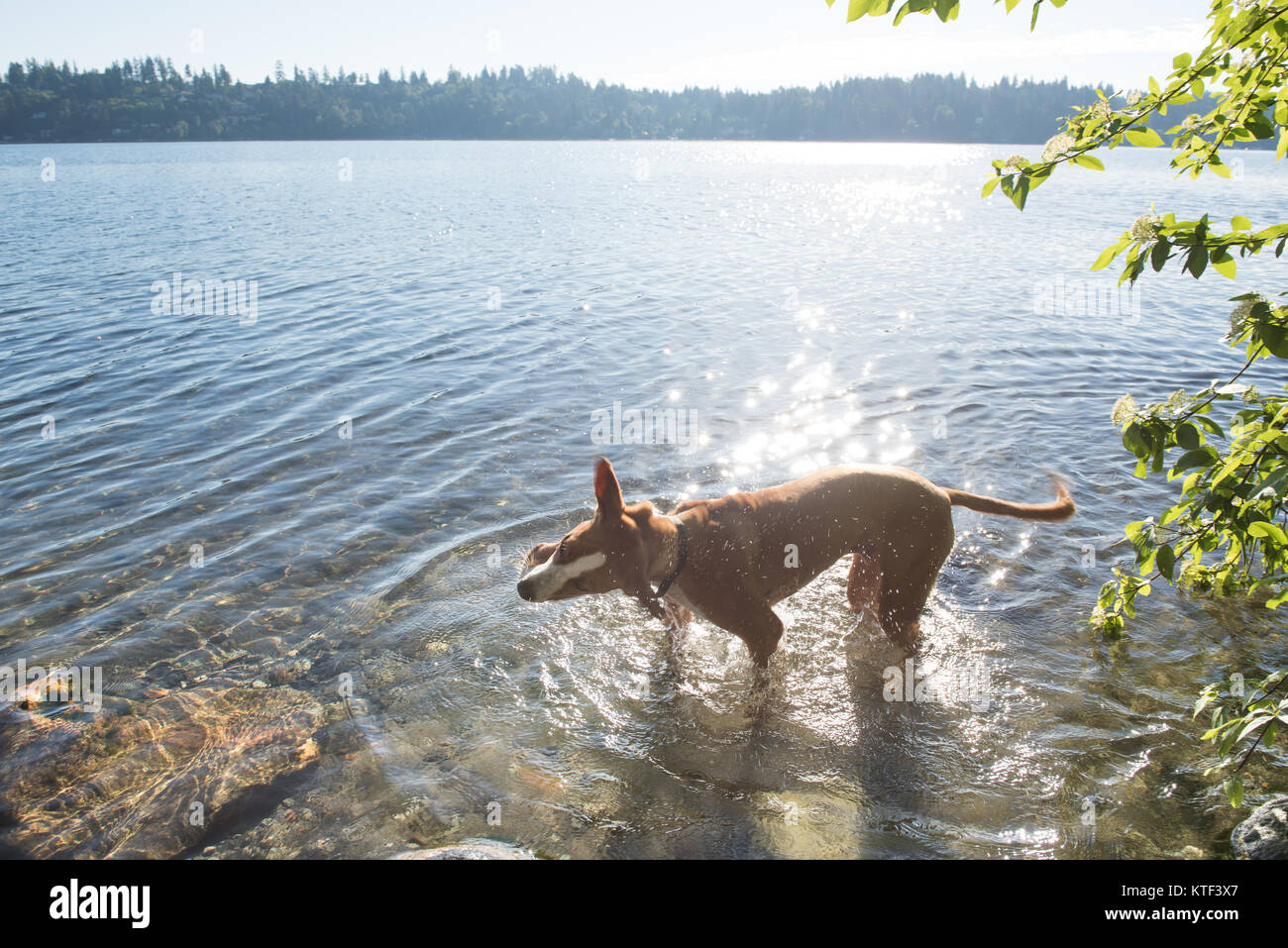 Fawn Colored Athletic Dog Playing in Lake Early Morning Stock Photo Alamy