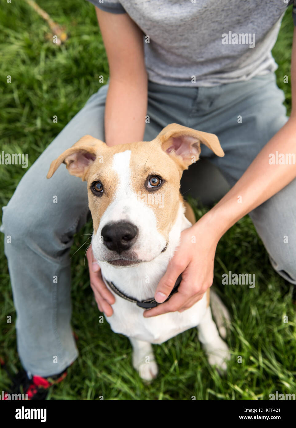 Cute Young Dog Sitting Next to Human Friend Stock Photo - Alamy