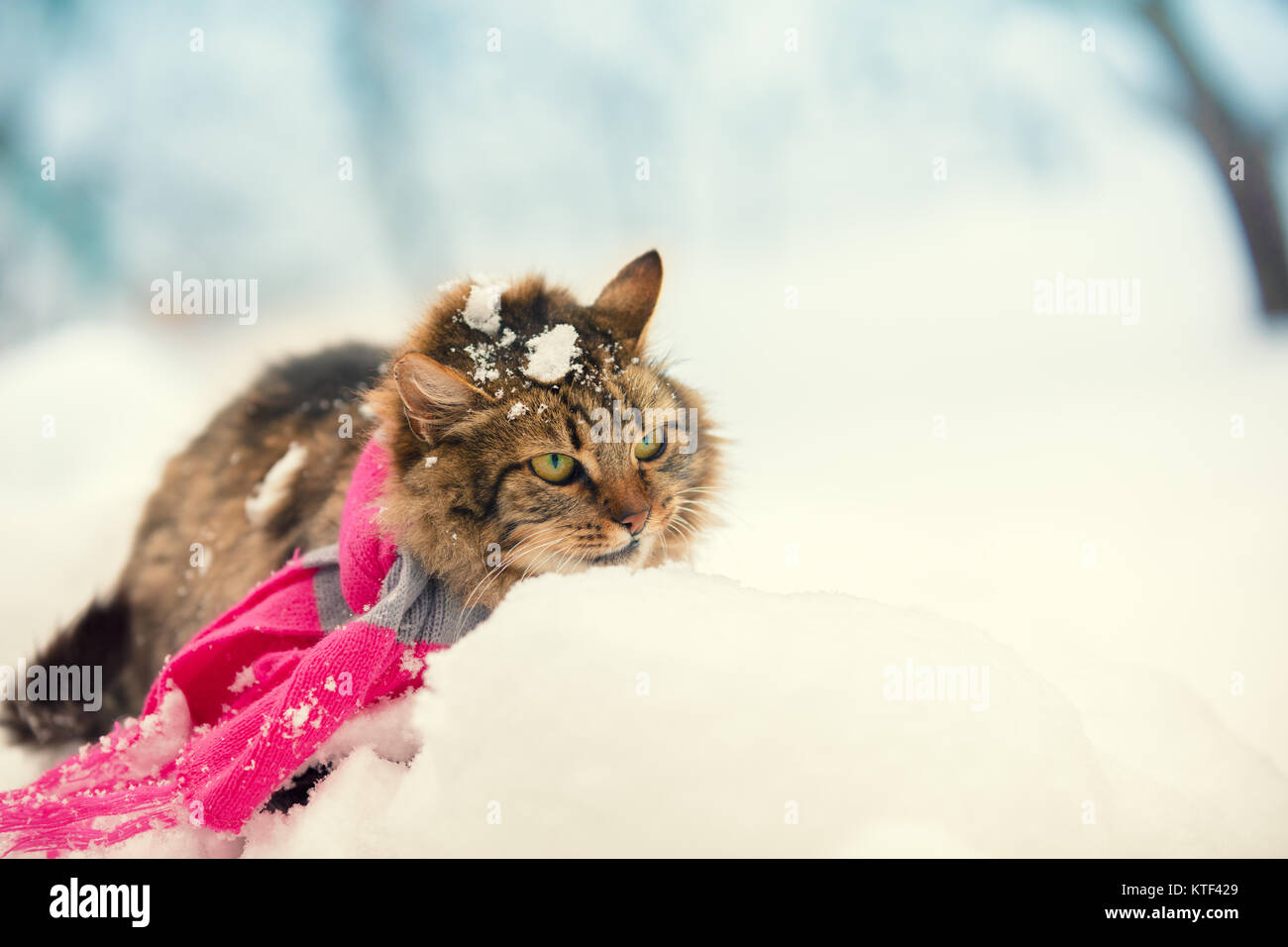 Portrait of a cat wearing scarf outdoors in snowy winter. Cat walking