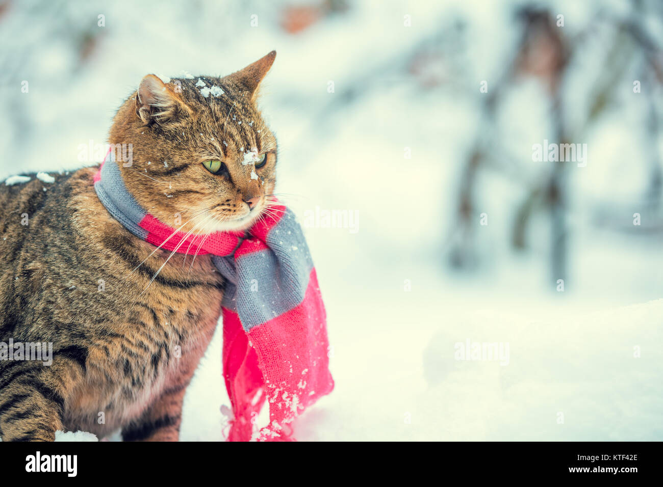 Cat winter scarf outlet
