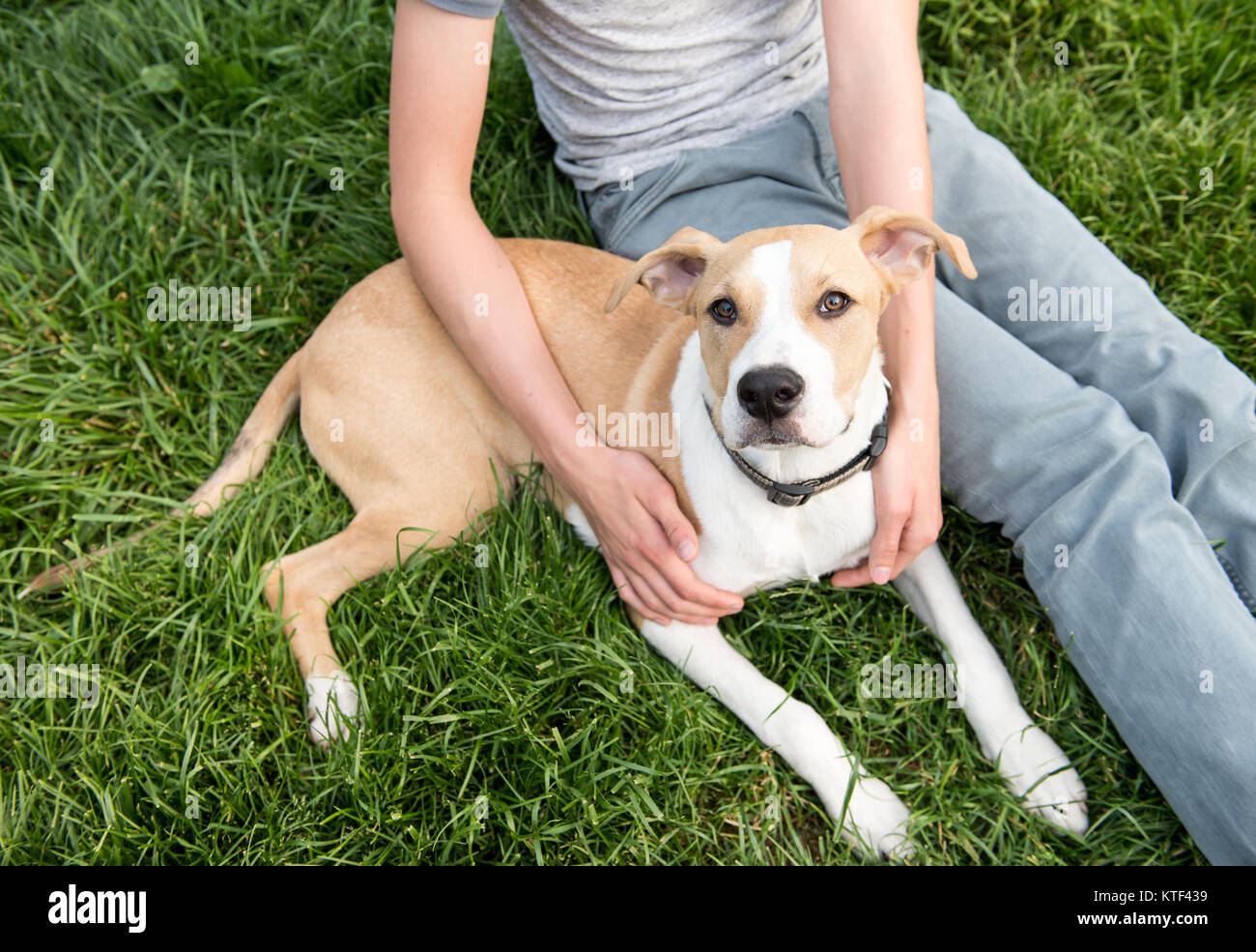 Cute Young Dog Laying Down Next to Human Friend Stock Photo