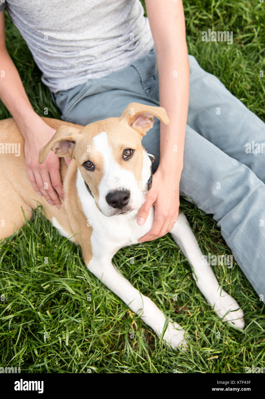 Cute Young Dog Laying Down Next to Human Friend Stock Photo