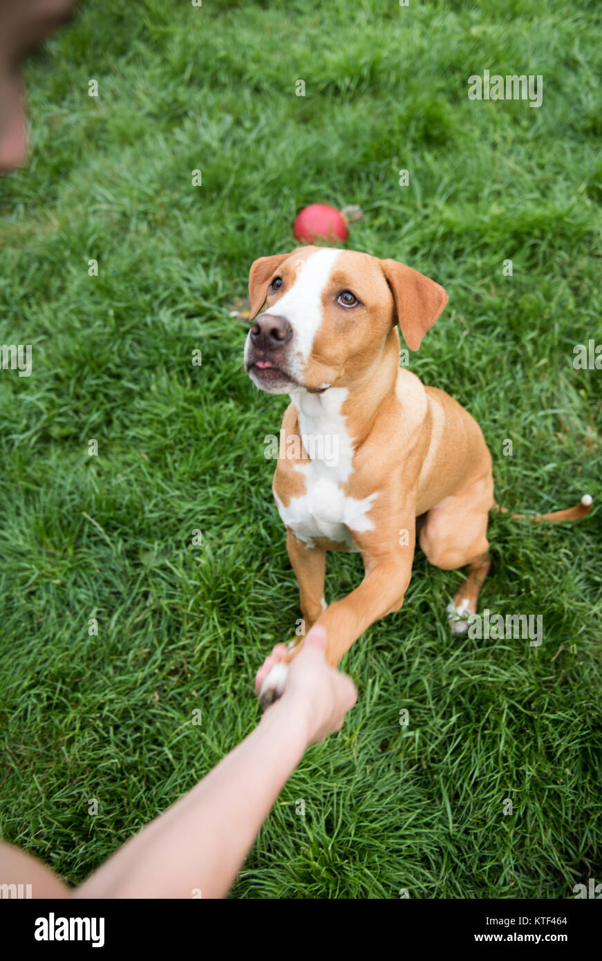 Cute Young Dog Being Trained Stock Photo