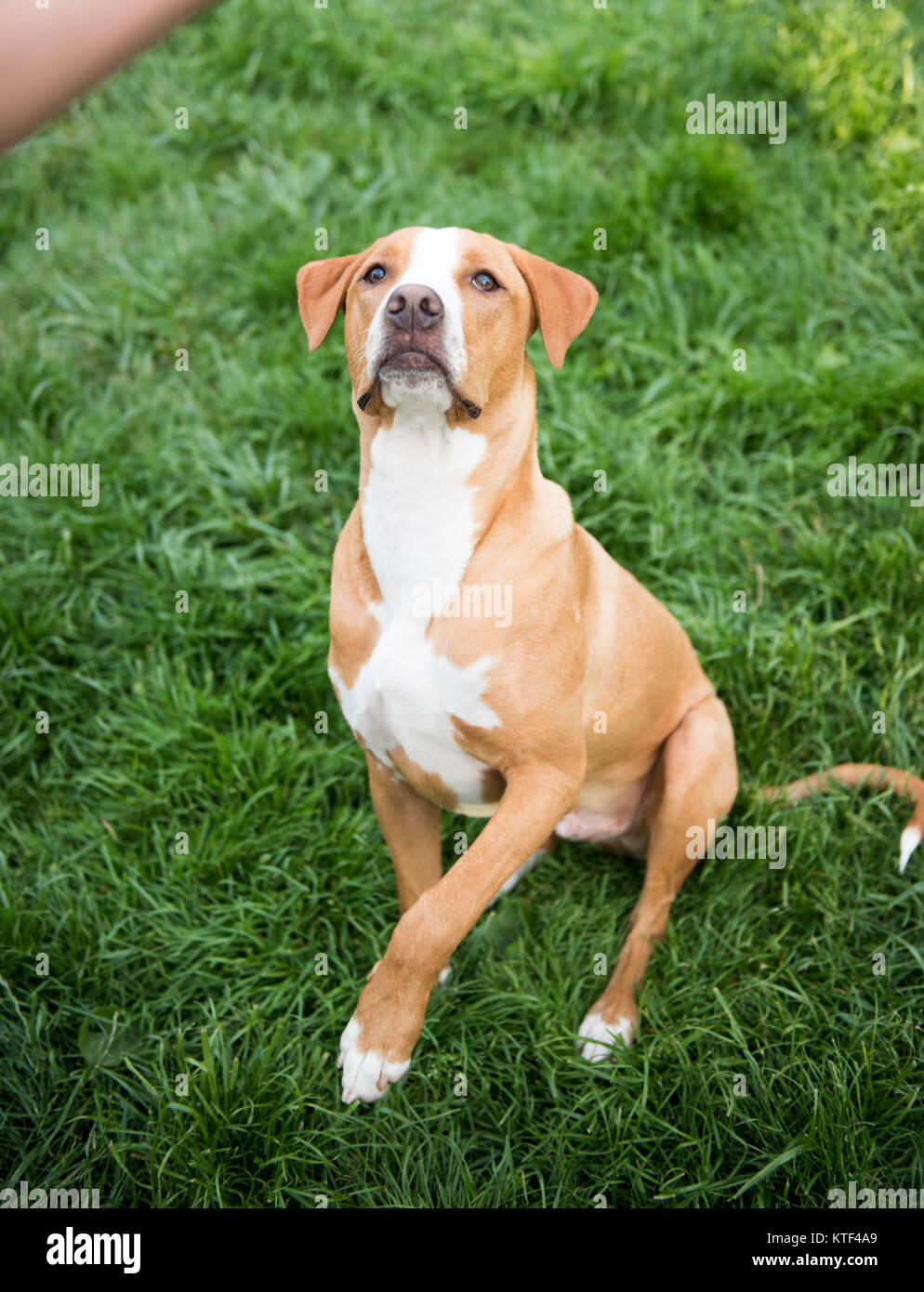Cute Young Dog Sitting Next to Human Friend Stock Photo - Alamy