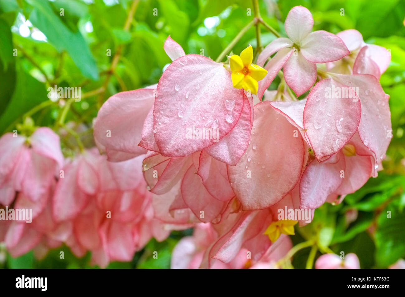 Mussaenda Dona Hilaria also known as Mussaenda erythrophylla Queen Sirikit, in the George Brown Botanic Gardens in Darwin Northern Territory Australia Stock Photo