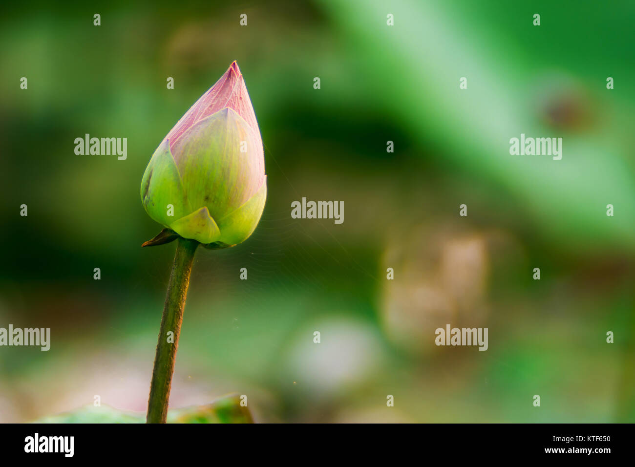 Lotus flower and Lotus flower plants Stock Photo Alamy