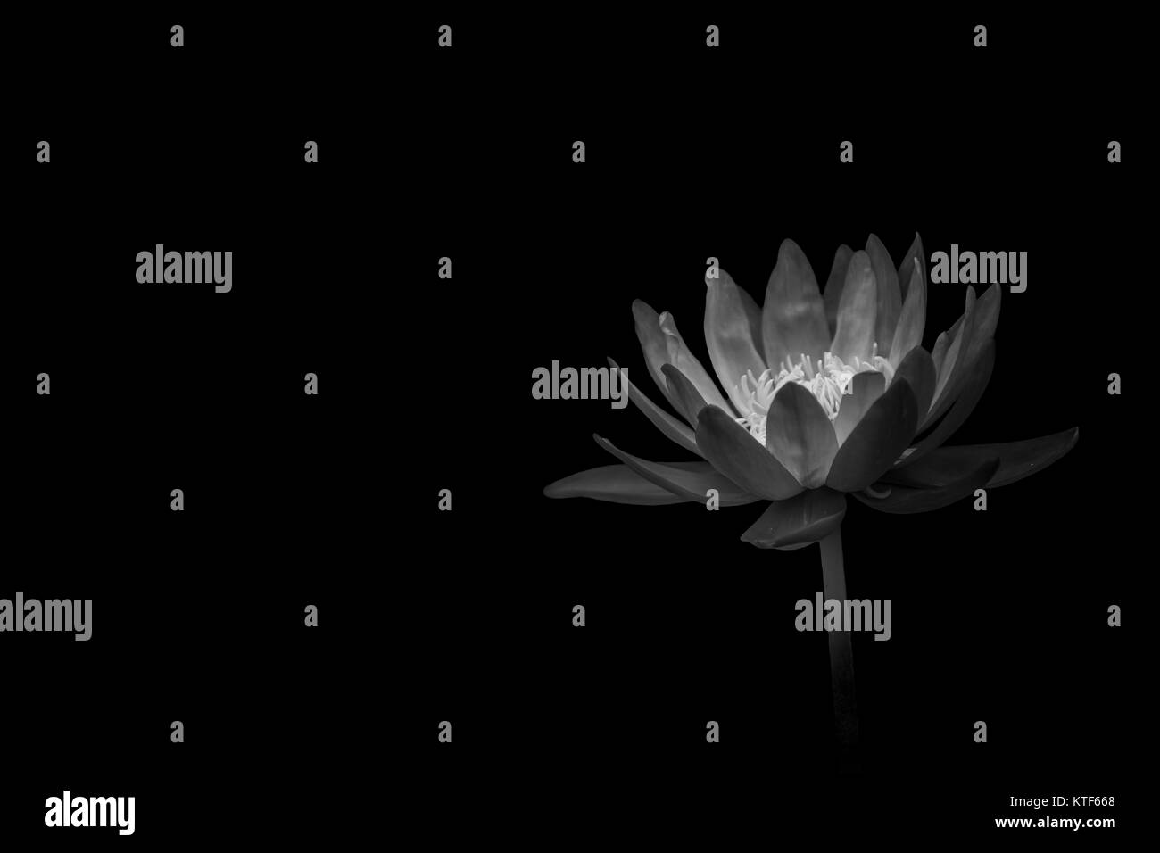 lotus on black background Stock Photo