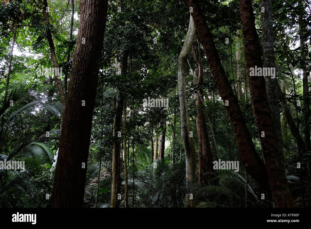 Dense jungle view in Malaysia Stock Photo - Alamy