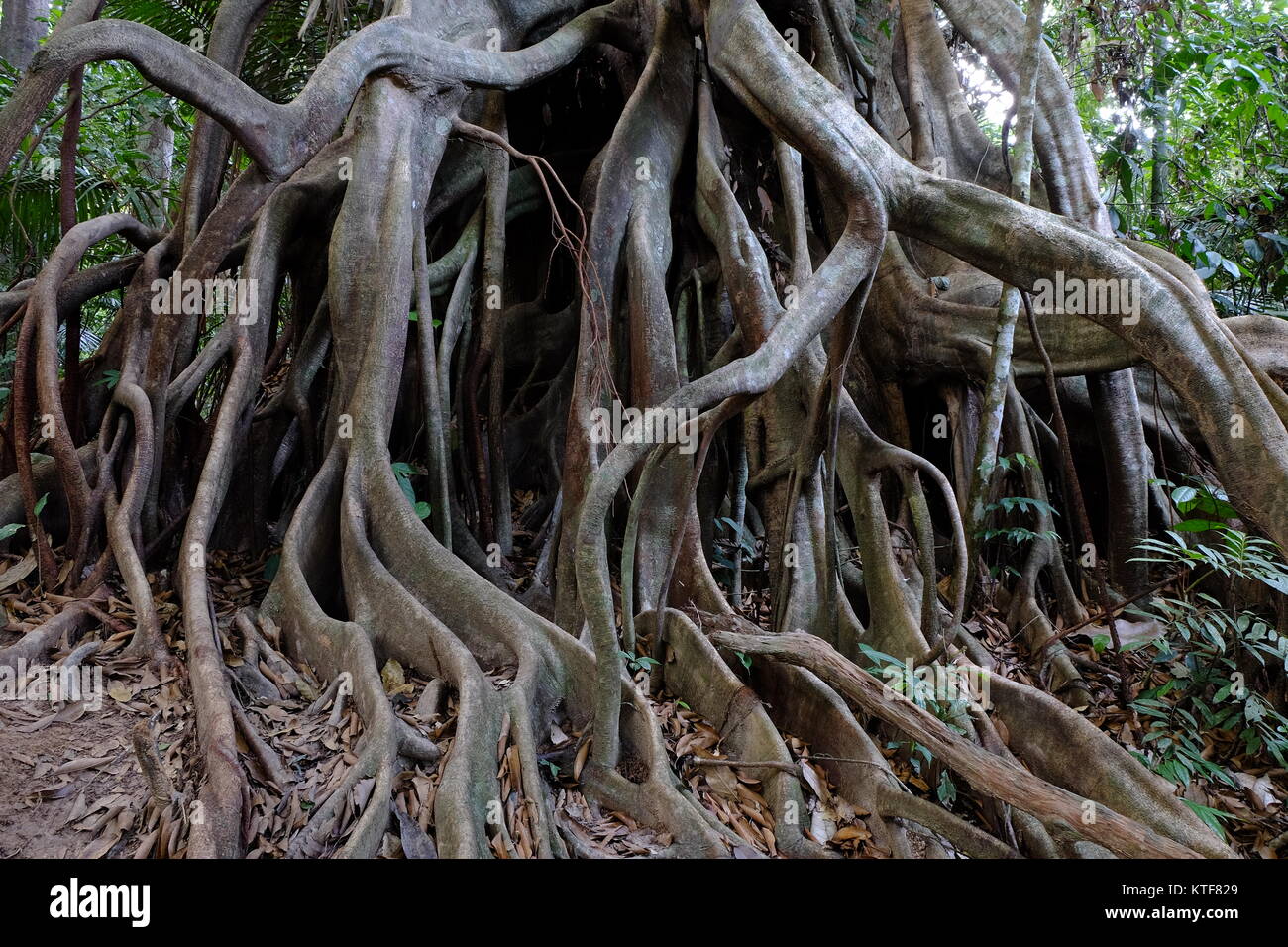 Massive root systems of the jungle trees in Taman Negara, Malaysia
