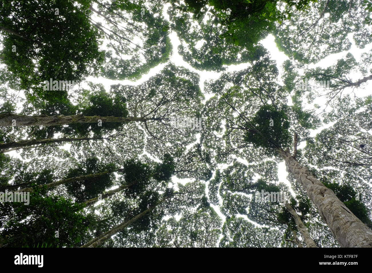 The crown of shyness phenomenon in the Forest Research Institute's forest in Malaysia Stock Photo