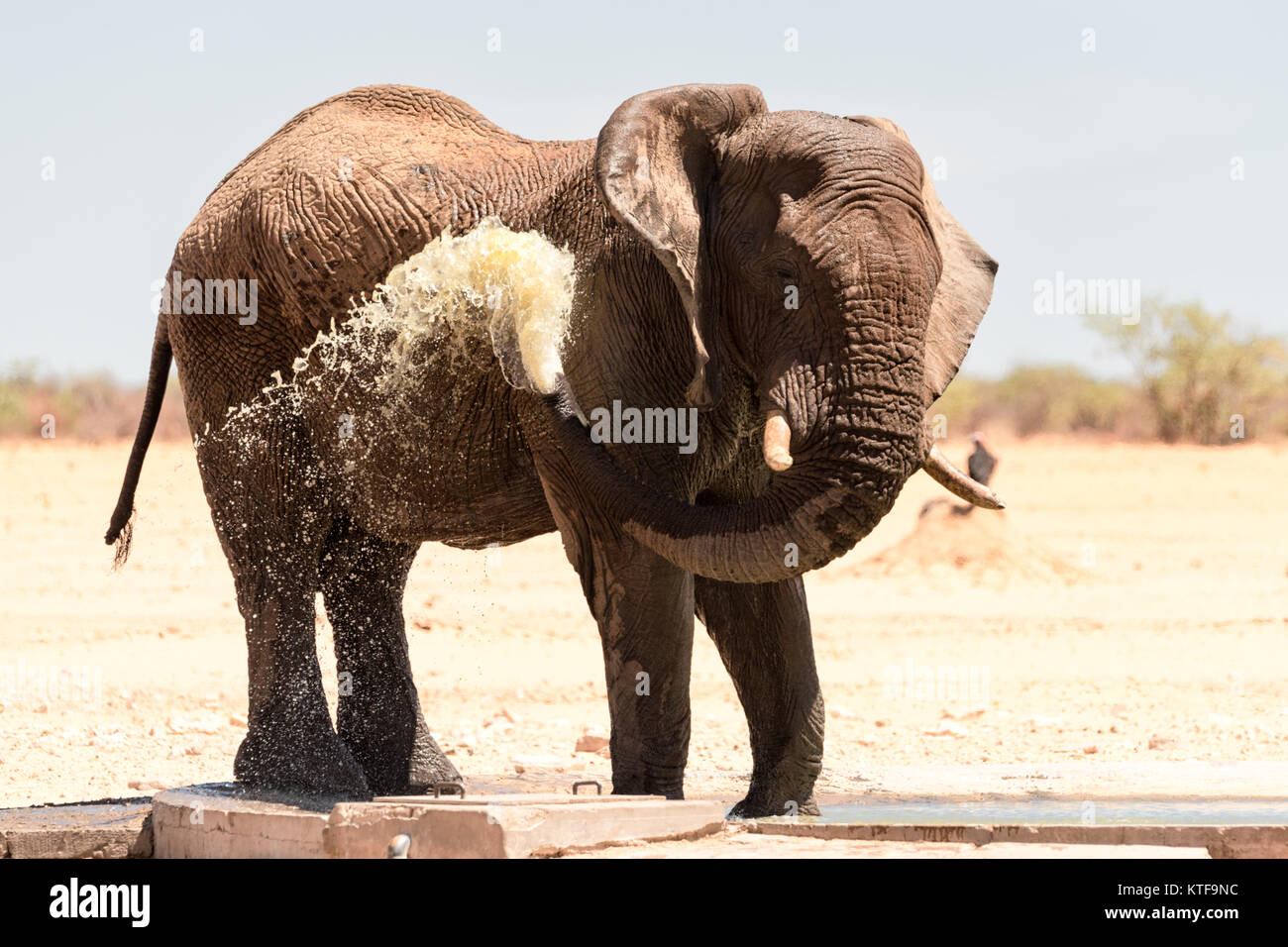 Large bull elephant sprays water over himself to cool down at a waterhole, Etosha, Namibia. Stock Photo