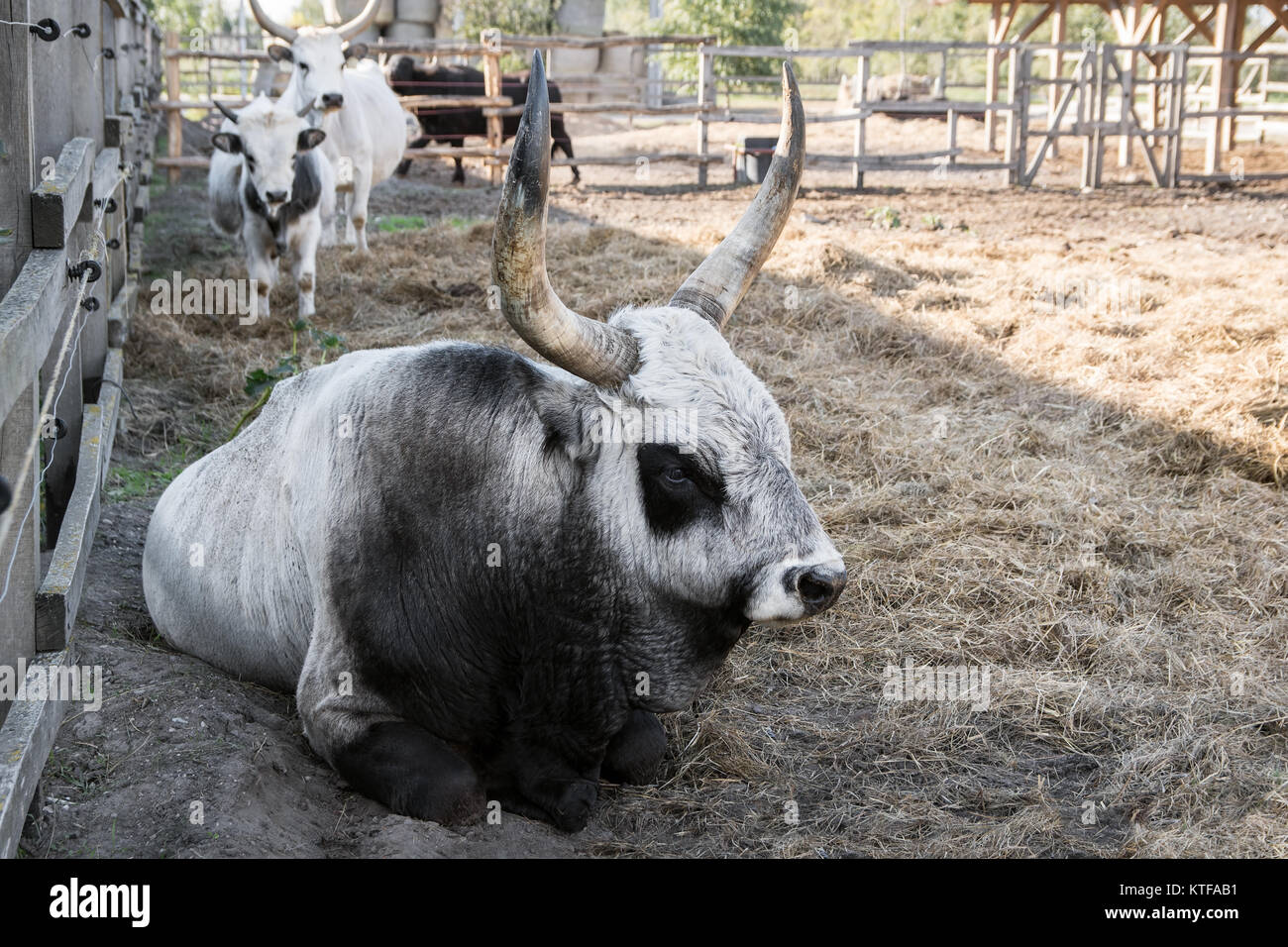 Hungarian grey cattle bull with cow and calf, Hungary Stock Photo
