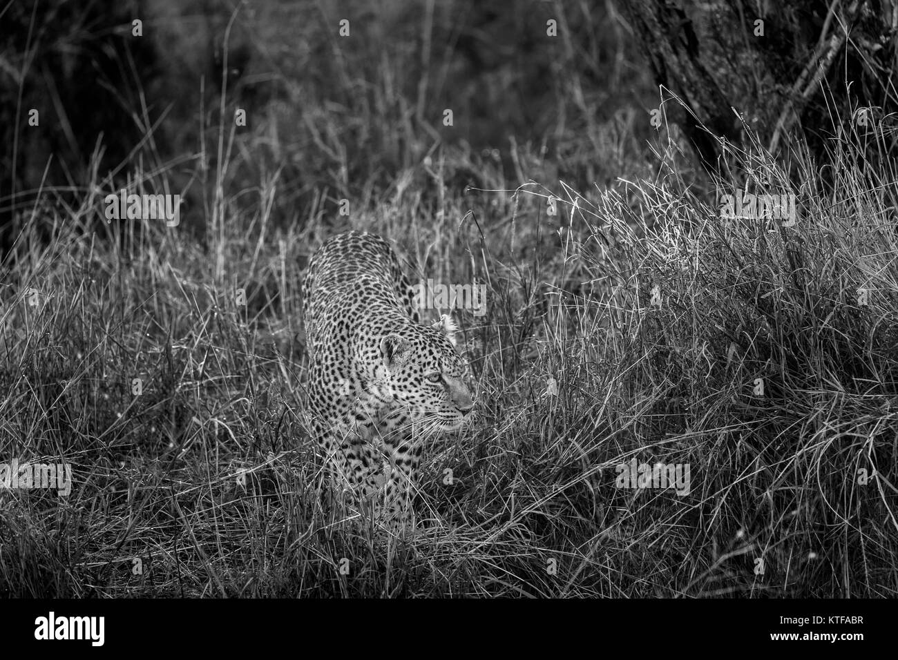 Adult female leopard (Panthera pardus) prowling in long grass, camouflaged by her spotted fur hide, Masai Mara, Kenya Stock Photo