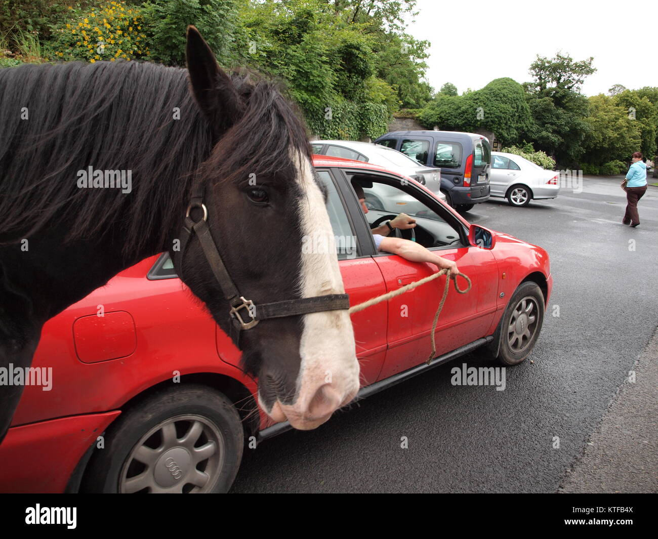 Horse being led by a man in a red audi hires stock photography and