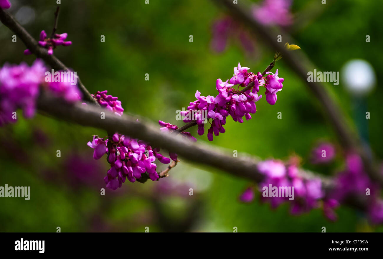 Beautiful springtime closeup background. Judas tree blossom Stock Photo
