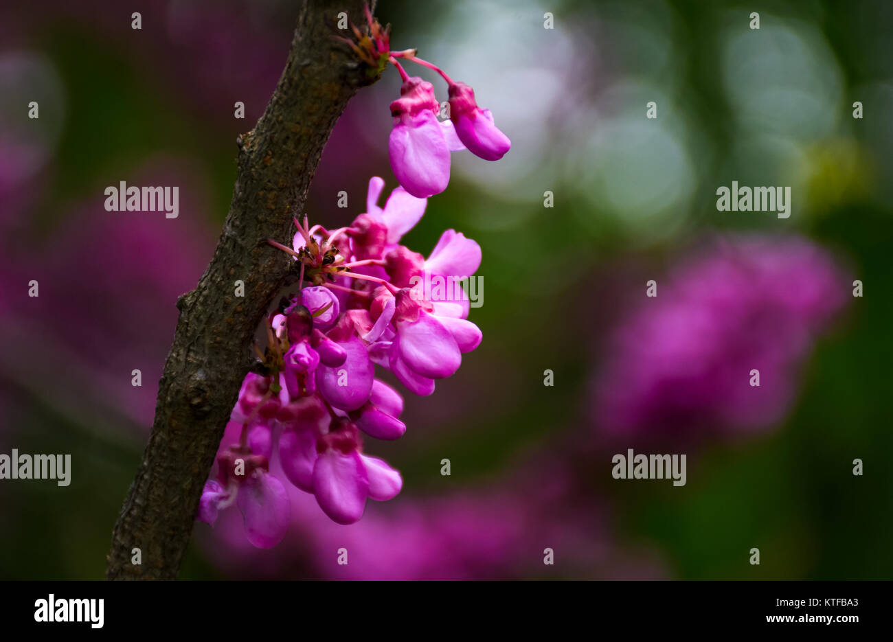 Beautiful springtime closeup background. Judas tree blossom Stock Photo