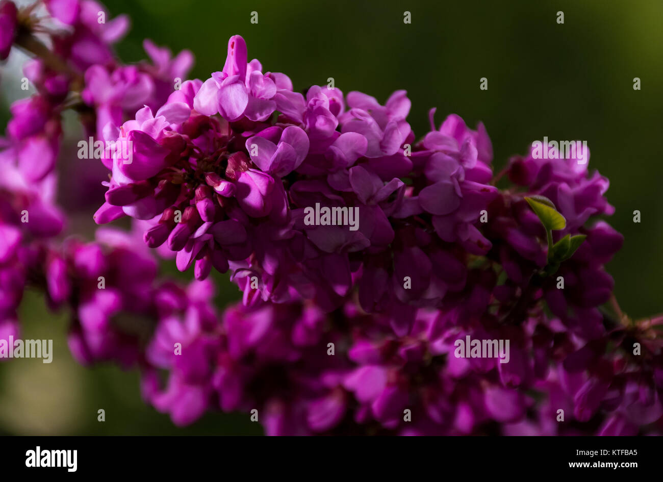 Beautiful springtime closeup background. Judas tree blossom Stock Photo