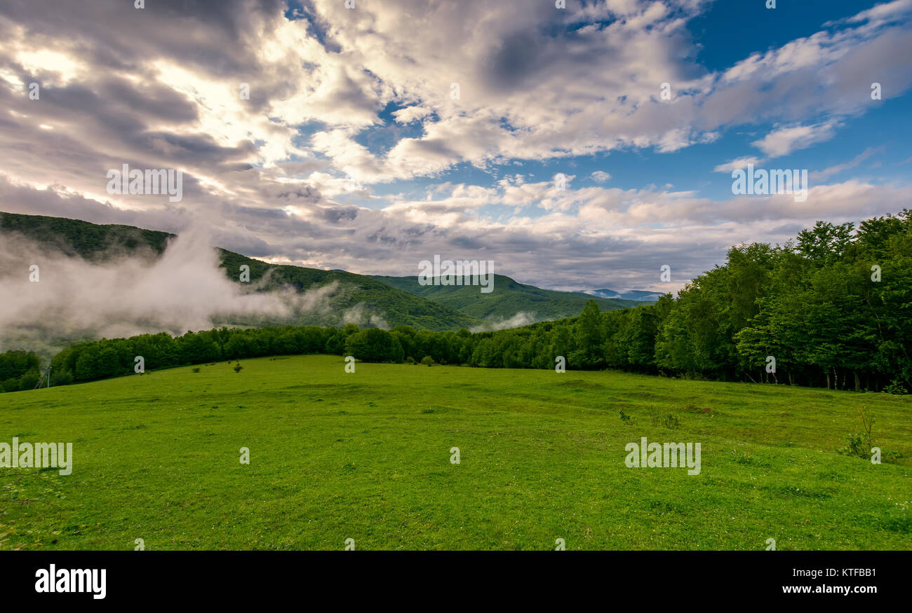 fog rise above the forest behind the grassy meadow on hillside ...
