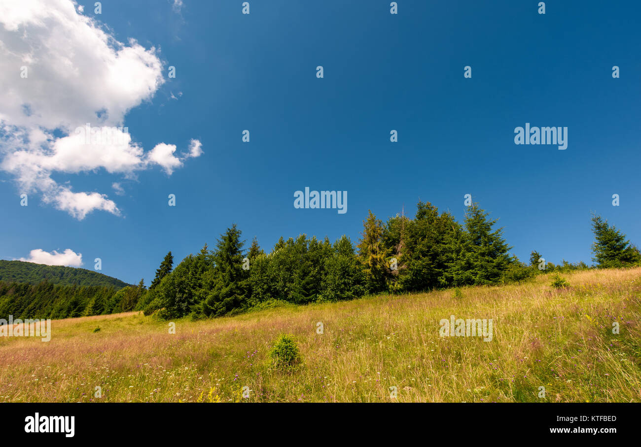 grassy meadow with wild herbs near the forest. beautiful nature summertime scenery in mountainous area Stock Photo