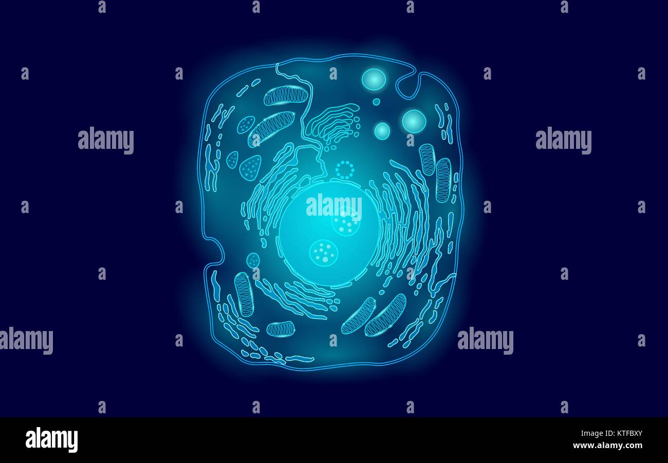 Animal human cell structure educational science. Microscope 3d eukaryotic nucleus organelle medicine technology analysis. Glowing blue biology poster template isolated line art vector illustration Stock Vector