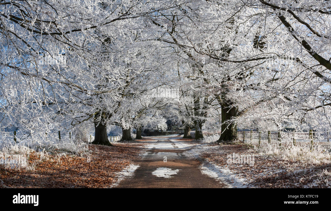 Hoarfrost on an avenue of beech and horse chestnut trees Stock Photo