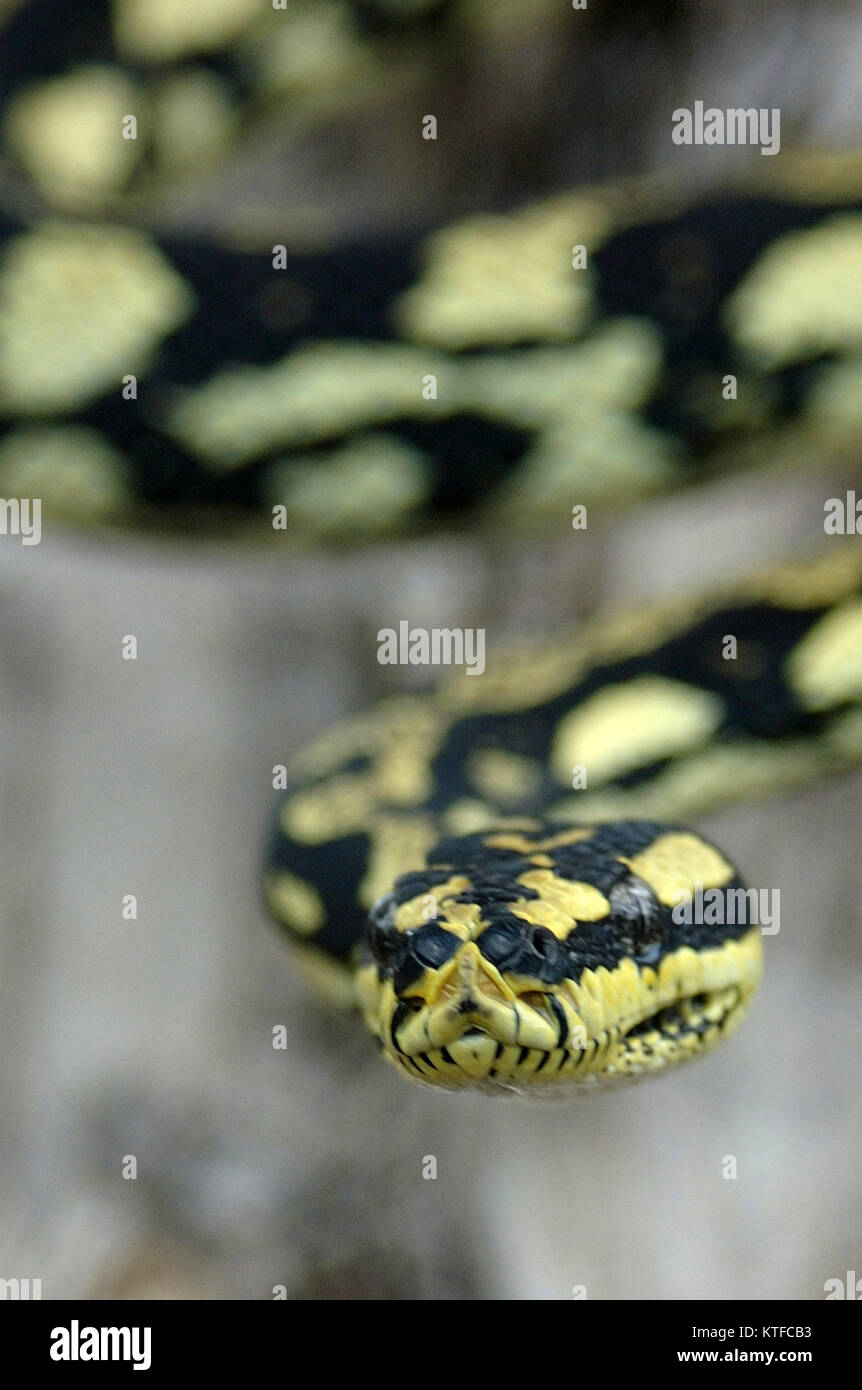 Brightly coloured Jungle Python, Morelia spilota cheynei Stock Photo ...