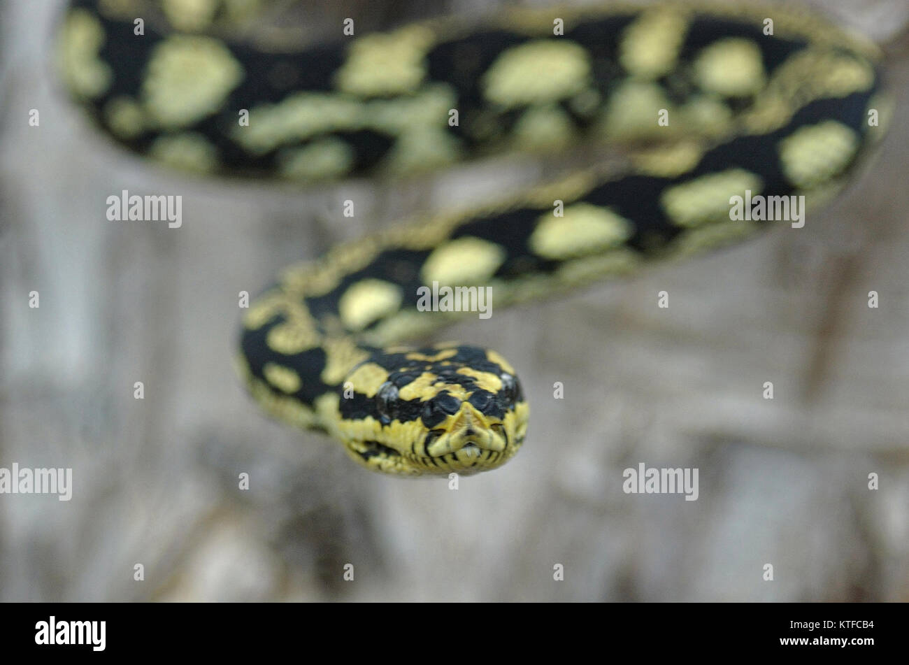 Brightly coloured Jungle Python, Morelia spilota cheynei Stock Photo ...