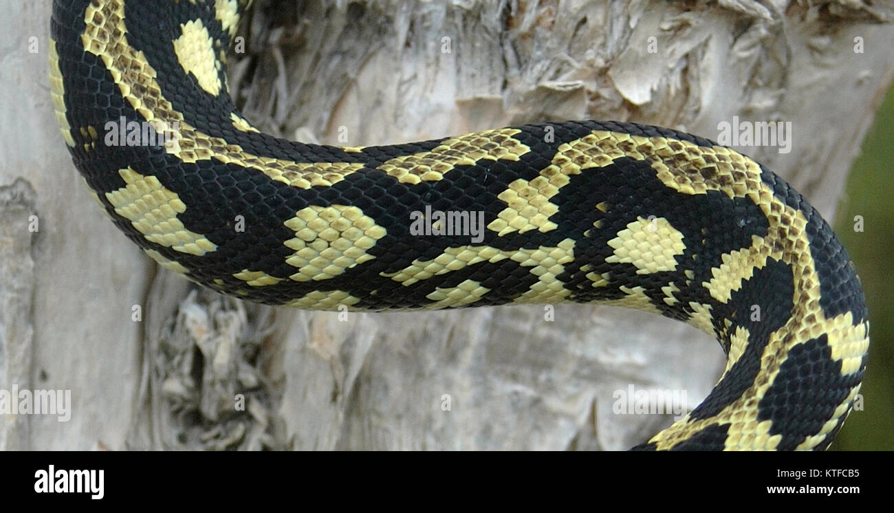 Detail of pattern on Asutralian Jungle Python, Morelia spilota cheynei Stock Photo
