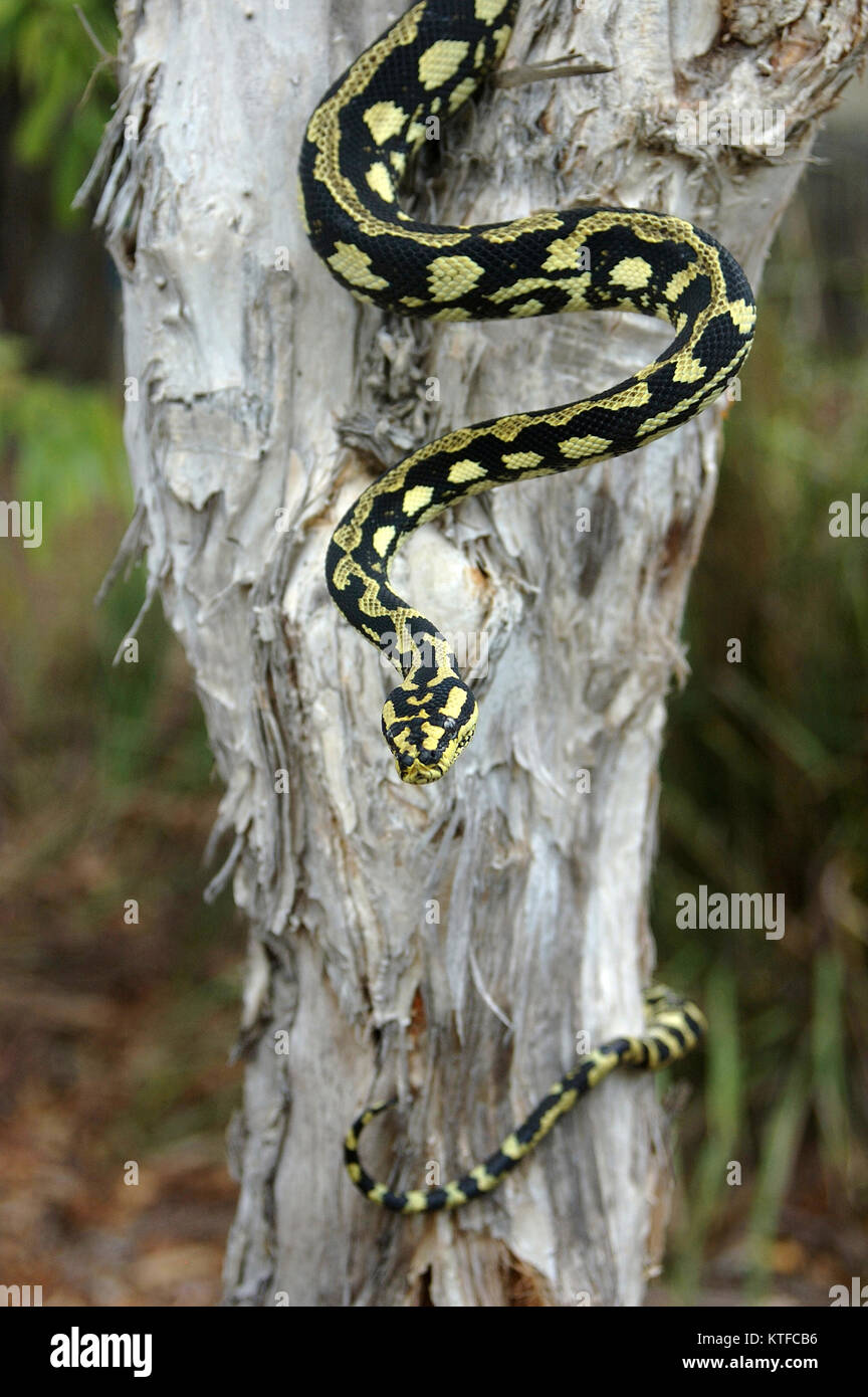 Brightly coloured Jungle Python, Morelia spilota cheynei, coiled around a tea tree Stock Photo