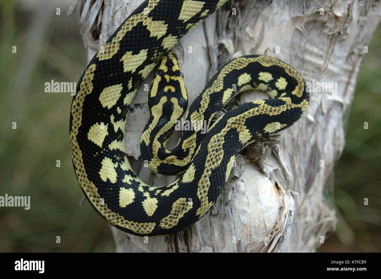 Brightly coloured Jungle Python, Morelia spilota cheynei Stock Photo
