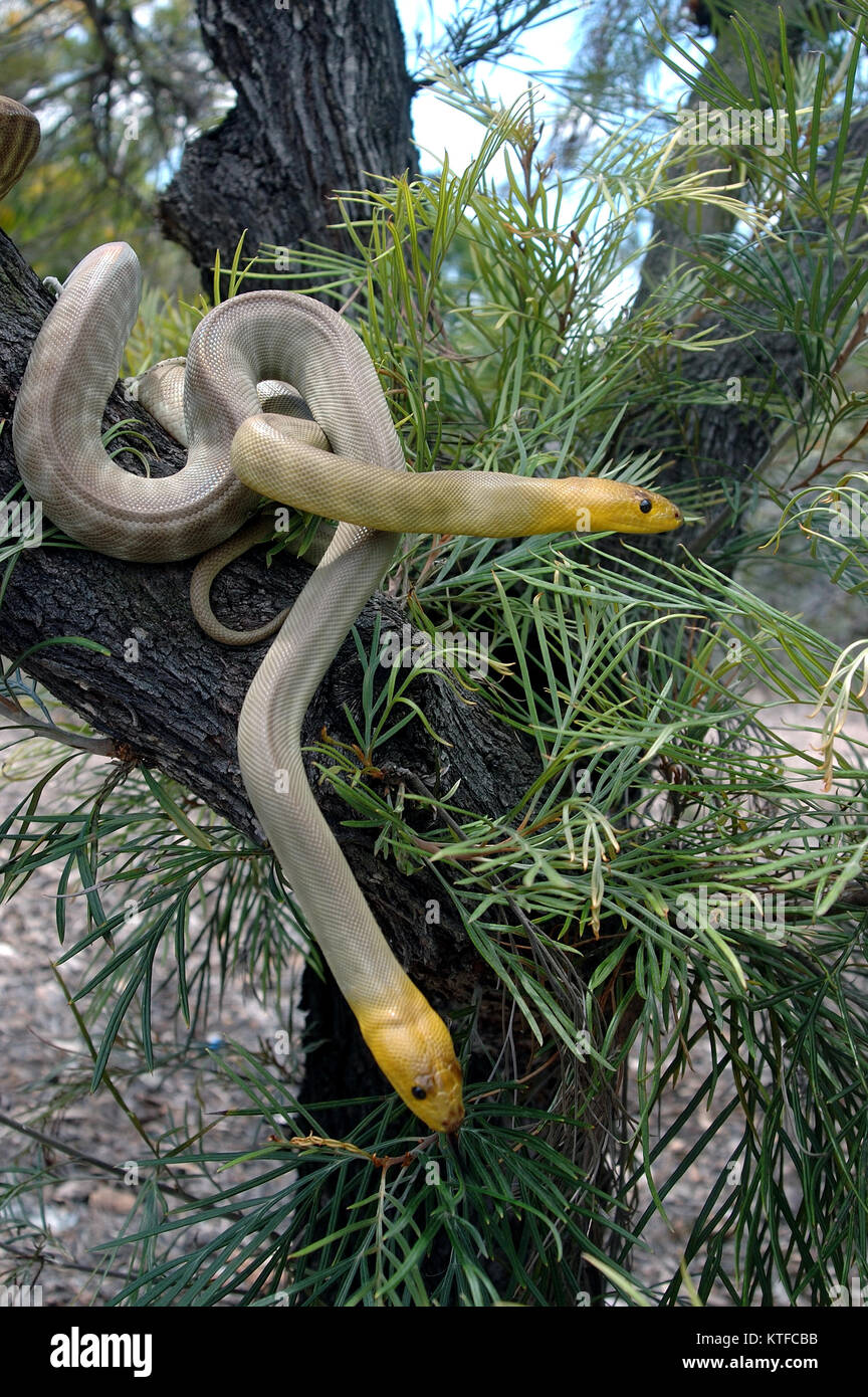 Pair of South Australian woma pythons, Aspidites ramsayi, on a tree ...