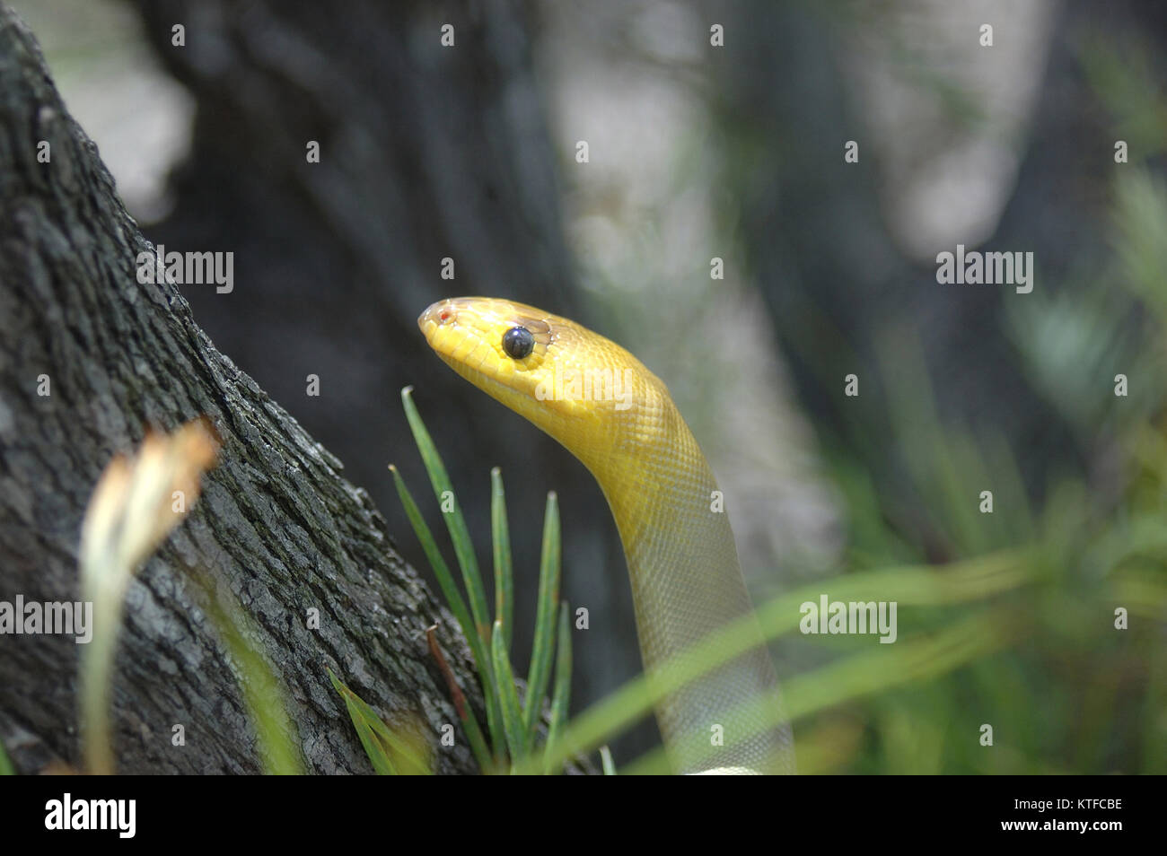 Portrait of South Australian woma python, Aspidites ramsayi, on a tree Stock Photo