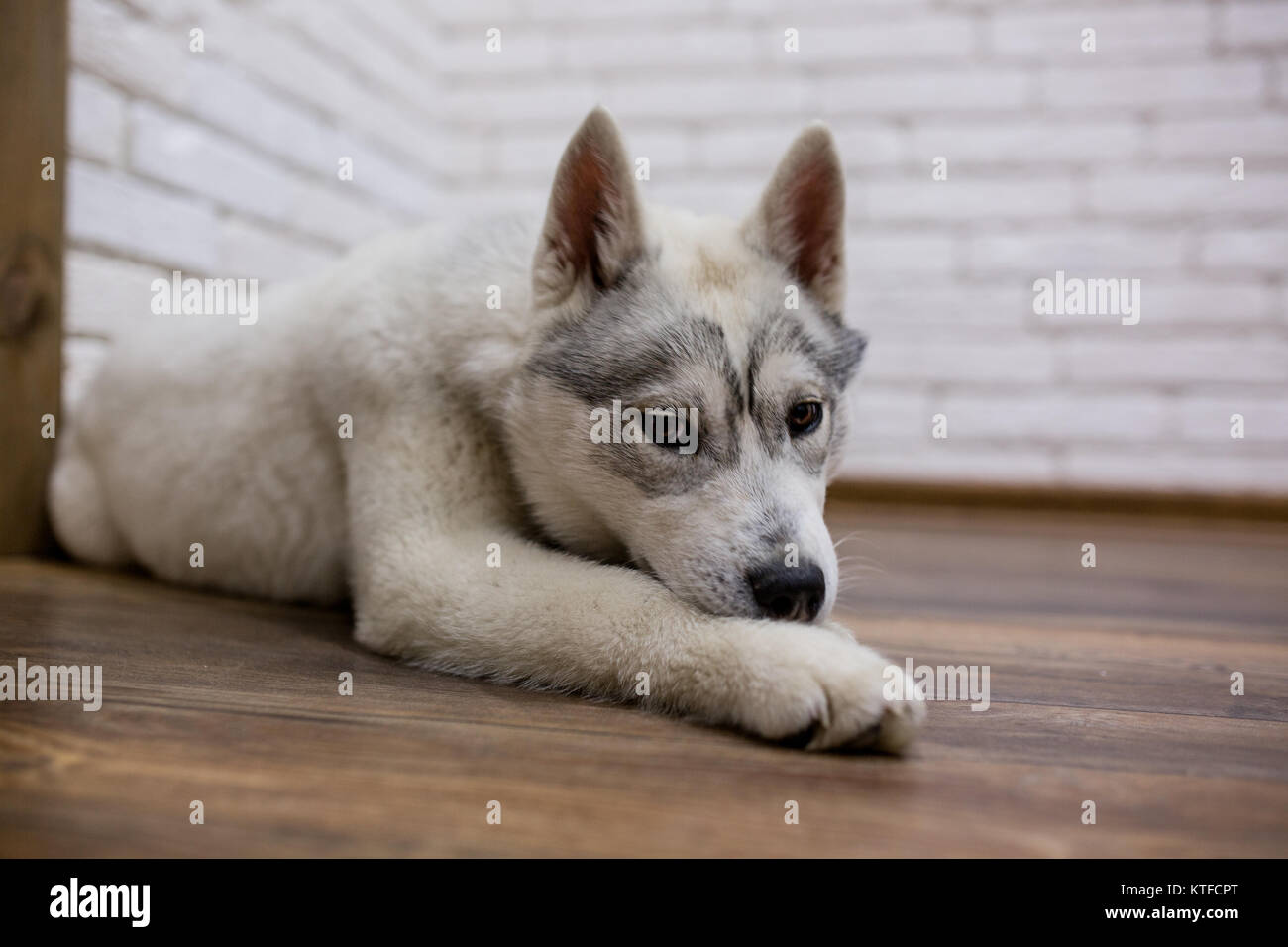 Siberian husky puppy at home lying on the floor. lifestyle with dog ...