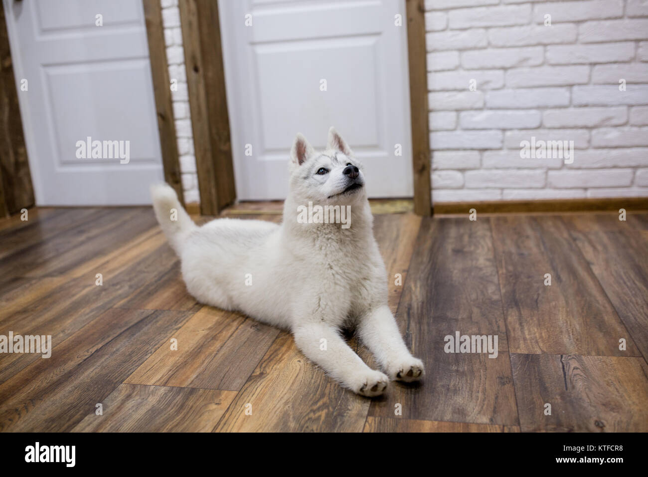 Siberian husky puppy at home lying on the floor. lifestyle with dog ...