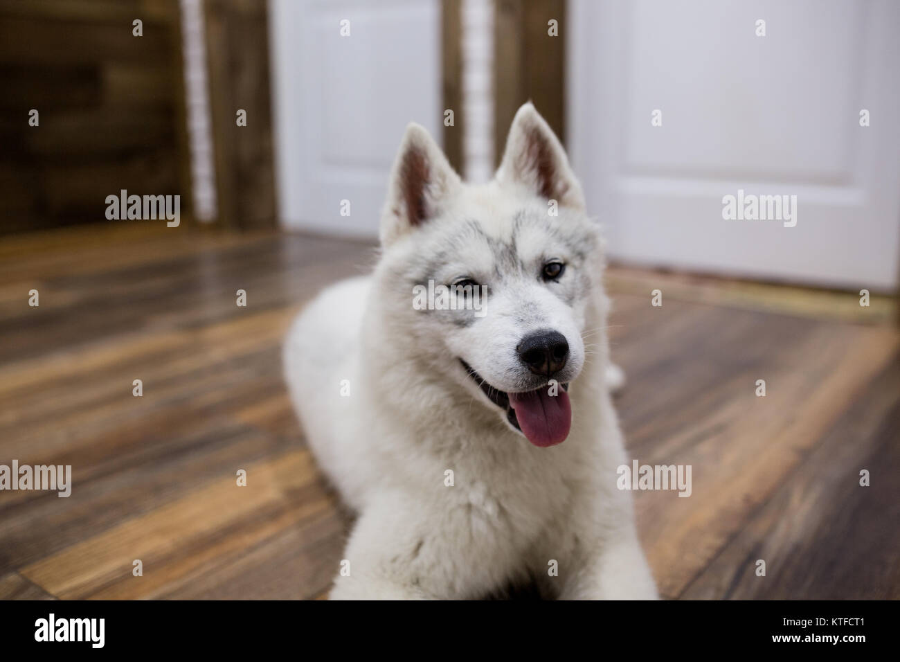 Siberian husky puppy at home lying on the floor. lifestyle with dog ...