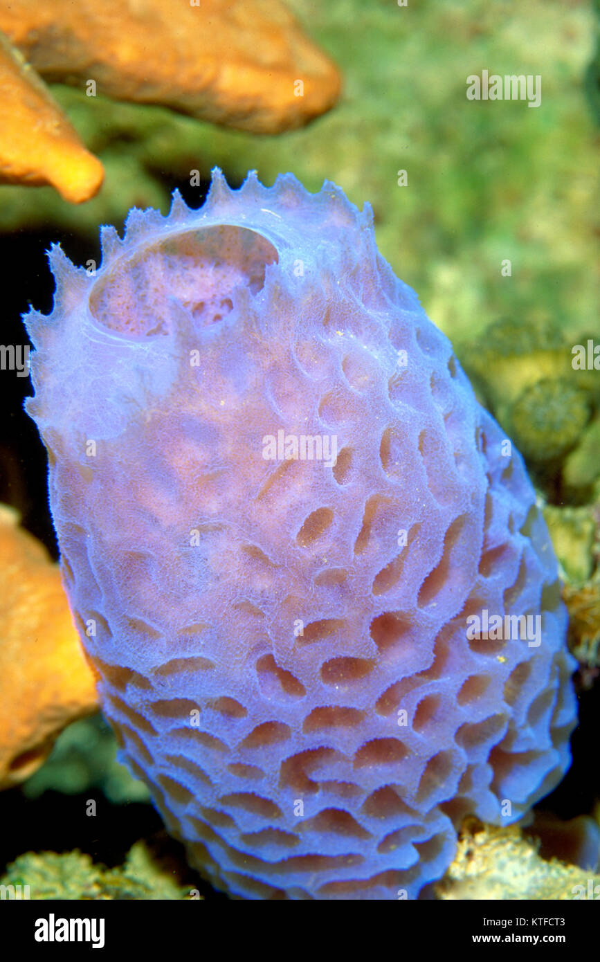 Sponge colony underwater Stock Photo Alamy