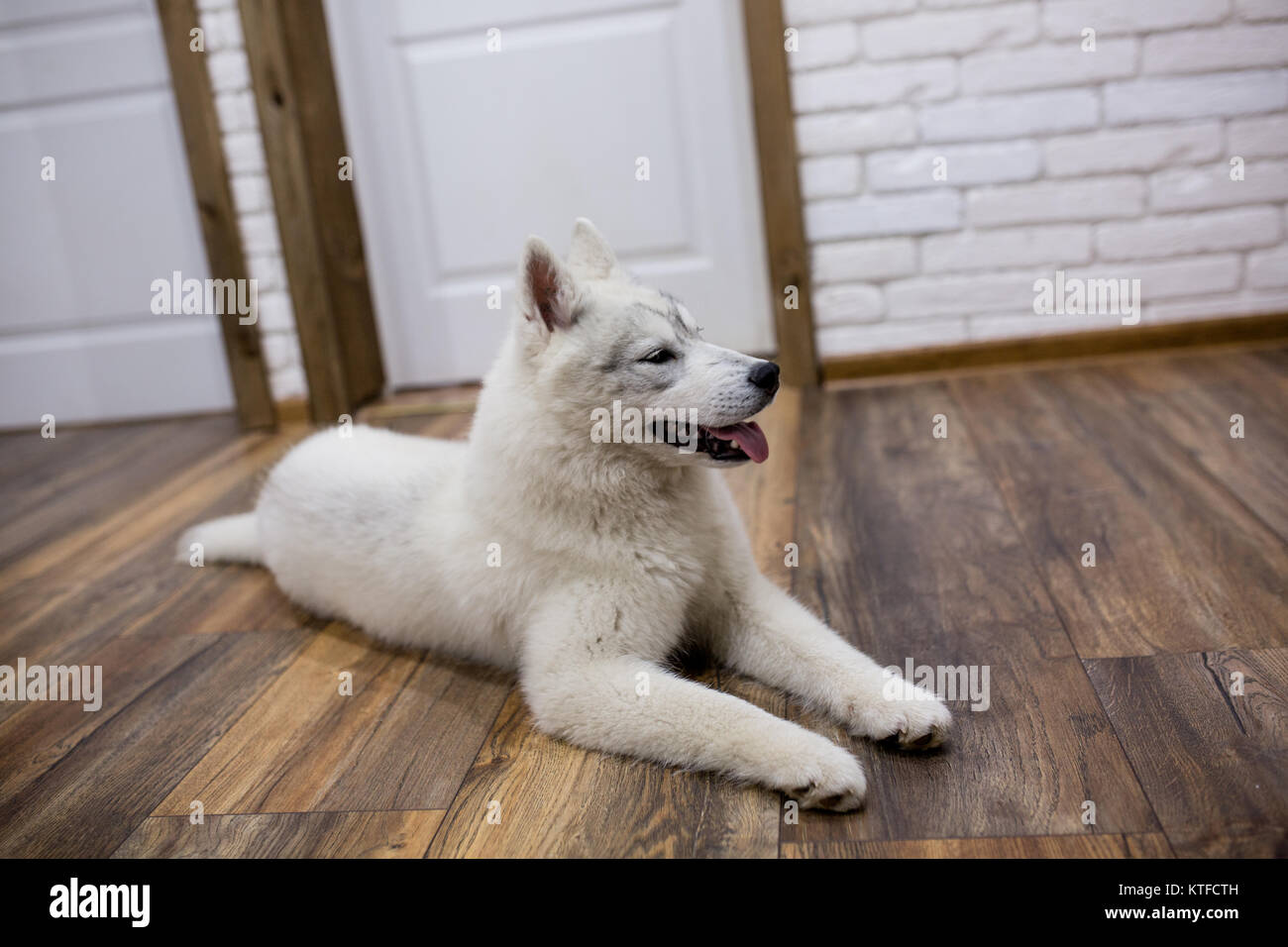 Siberian husky puppy at home lying on the floor. lifestyle with dog ...