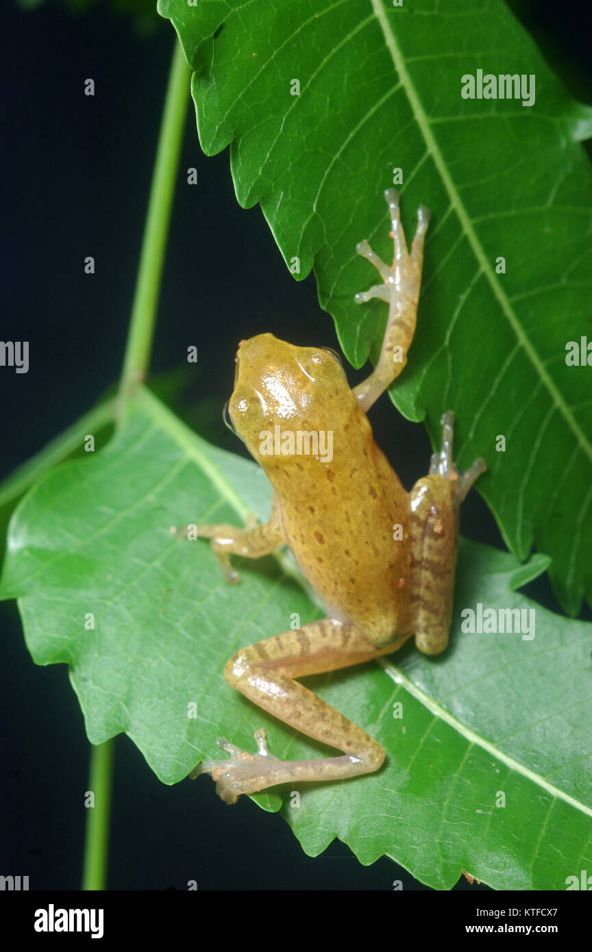 small tree frog from Tamil Nadu, South India. Stock Photo
