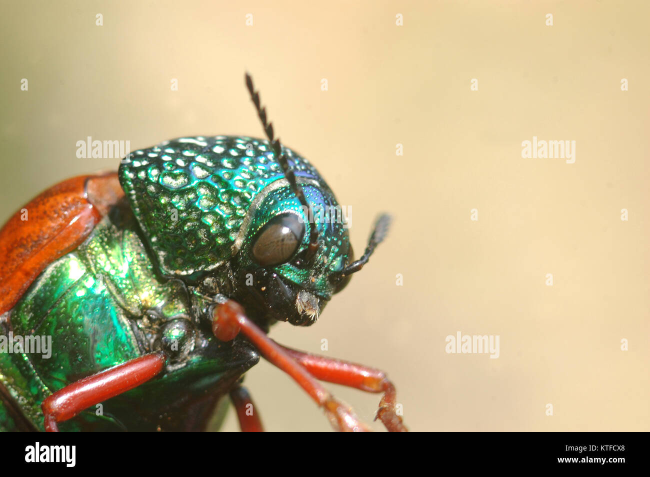 Portrait of a jewel beetle from family Buprestidae, possibly Sternocera nitens or S. Brahmina, from Tamil Nadu, South India Stock Photo