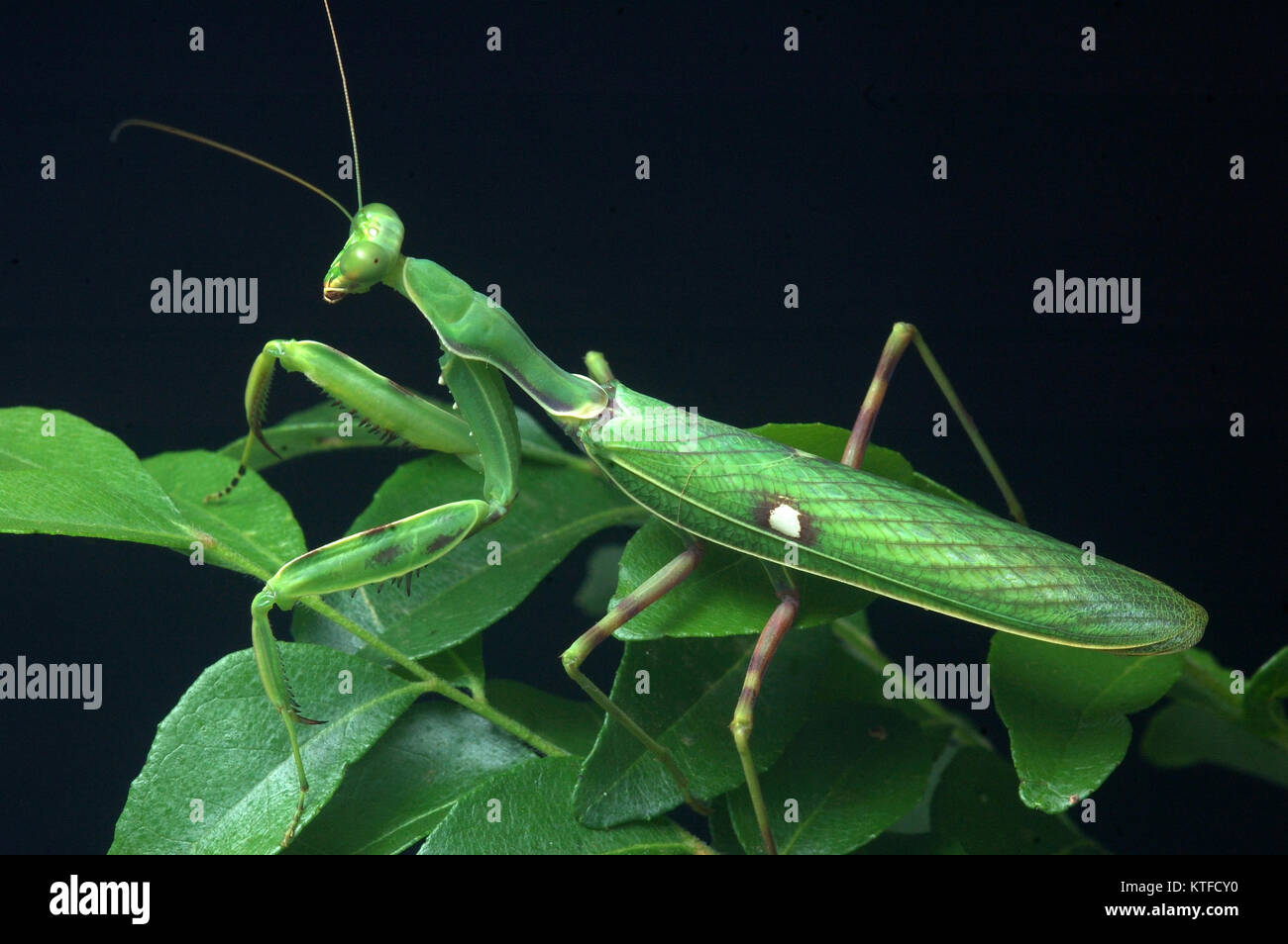 Spotted praying mantis, on leaves in Tamil Nadu, South India Stock Photo