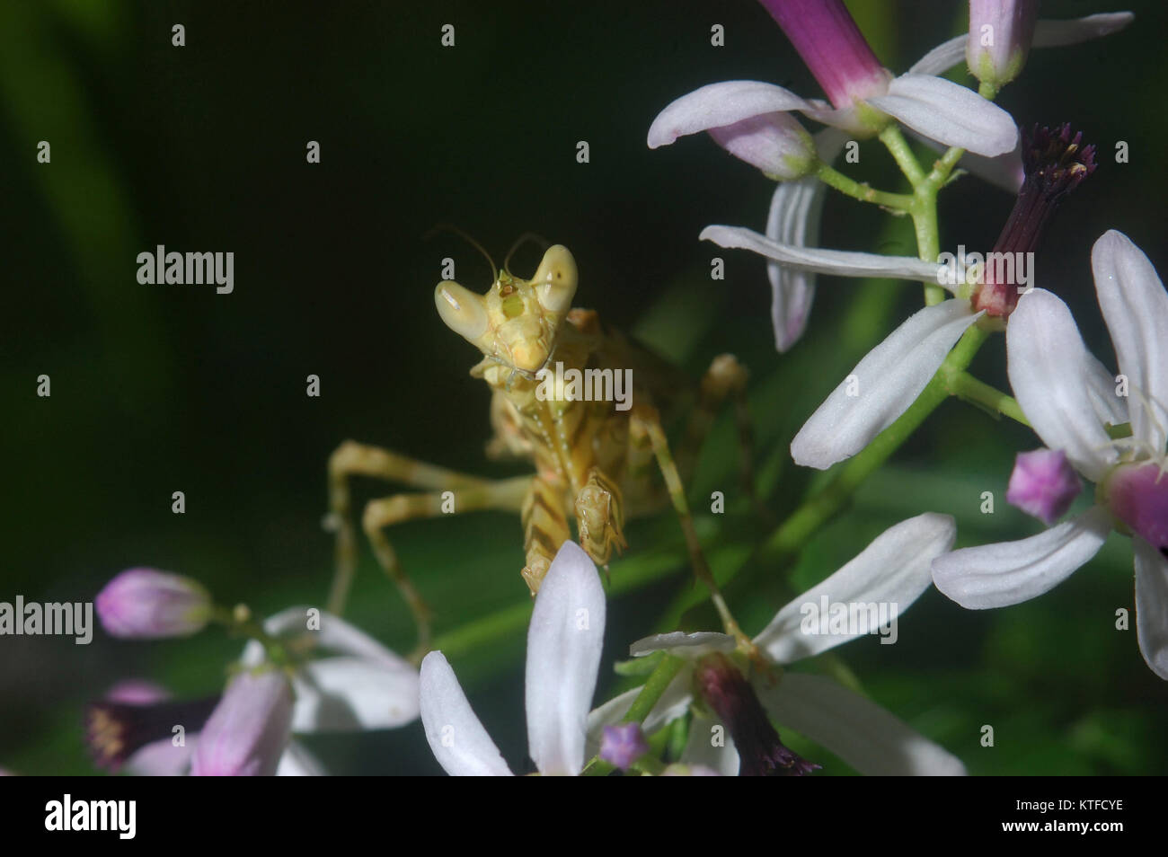 Flower Praying Mantis (similar to Pseudocreobotra wahlbergii) on flowering shrub in Tamil Nadu, South India Stock Photo